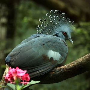 Victoria crowned pigeon