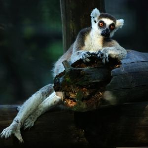 Ring-tailed lemur sitting
