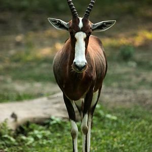 Blesbok