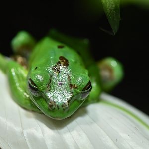 Chinese gliding frog (Zhangixalus dennysi)