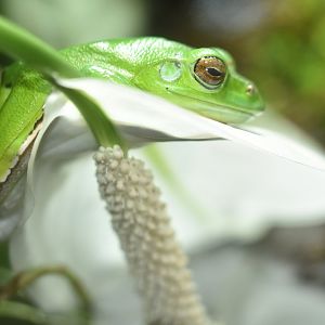 Chinese gliding frog (Zhangixalus dennysi)