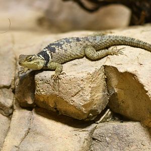 Sceloporus cyanogenis