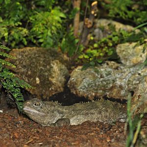 Tuatara (Sphenodon punctatus)