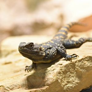 Hardun (Stellagama stellio)