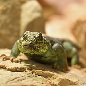 Oman spiny-tailed lizard (Uromastyx thomasi)