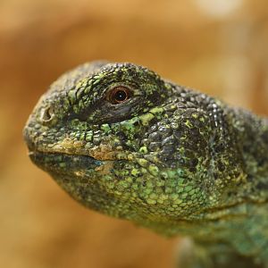 Oman spiny-tailed lizard (Uromastyx thomasi)