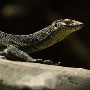 Mertens water monitor (Varanus mertensi)