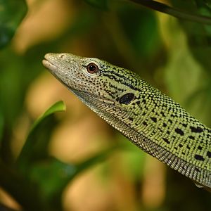 Yellow tree monitor (Varanus reisengeri)