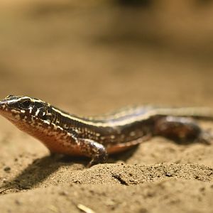 Four-lined girdled lizard (Zonosaurus quadrilineatus)