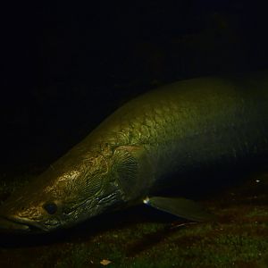 Arapaima (Arapaima gigas)