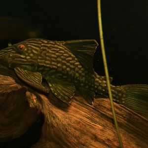 Megalancistrus parananus ?