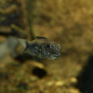 Soda cochlid (Alcolapia alcalica)