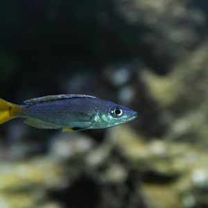 Cyprichromis leptosoma