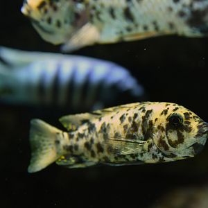 zebra mbuna (Maylandia zebra)