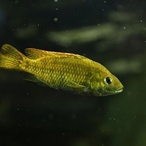 Congo tetra (Phenacogrammus interruptus) ?