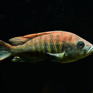 Haplochromis nyererei