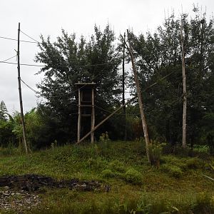 Golden-cheeked Gibbon island
