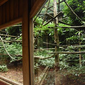 L'Hoest Guenon enclosure