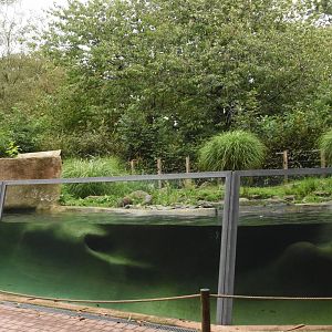 Small-clawed Otter enclosure