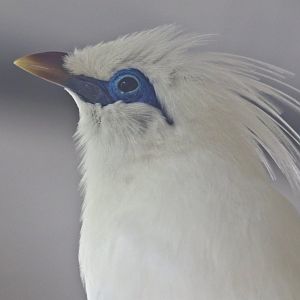 Bali myna