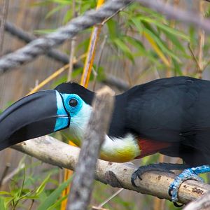 Channel billed Toucan