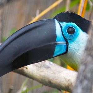 Channel-Billed Toucan