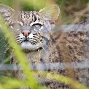 Geoffroy's Cat