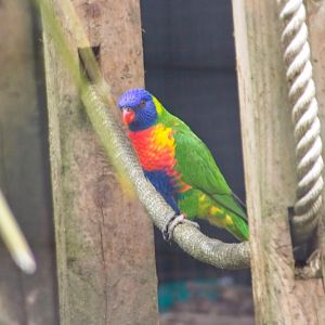 Rainbow Lorikeet