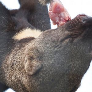 Tayra 'Chomping'