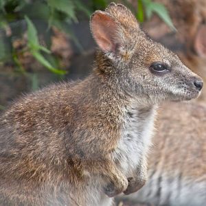 Parma Wallaby