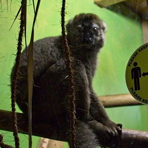 Red Fronted Lemur