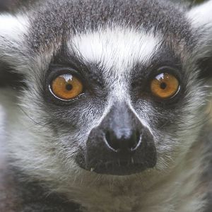 Ring Tailed lemur