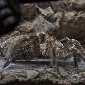 Tarantula (don't know species)