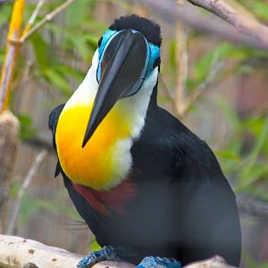 Channel-Billed Toucan