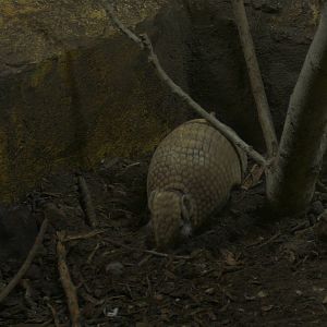 3 Banded Armadillo