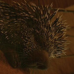 Brazilian Porcupine (Prehensile Tailed Porcupine)