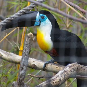 Channel-Billed Toucan