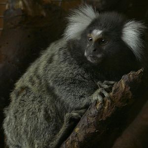 Common Marmoset