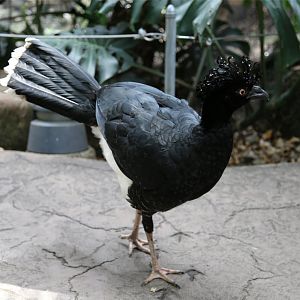 Yellow-knobbed Curassow (Crax daubentoni), August 2015