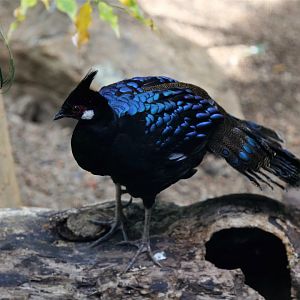 Palawan Peacock-pheasant