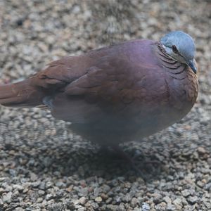 Chiriqui Quail-dove (Geotrygon chiriquensis)