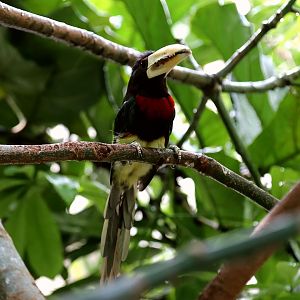 Ivory-billed Aracari (Pteroglossus azara)