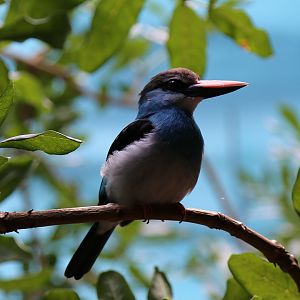Blue-breasted Kingfisher (Halcyon malimbica)