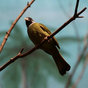Collared Finchbill (Spizixos semitorques)