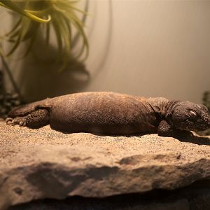 Uromastyx maliensis