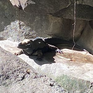 Rhinoceros Iguana (Cyclura corntua)