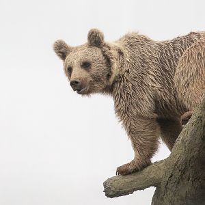 Brown bear (Syrian brown bear) : Hamerton : 16 Aug 2020