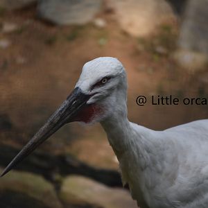 White Stork （Ciconia ciconia）