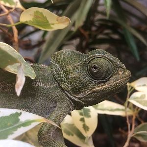 Common Chameleon (Chamaeleo chamaeleon)?