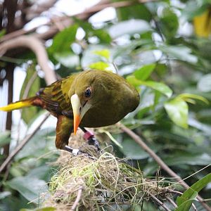 Psarocolius viridis (Green Oropendola)